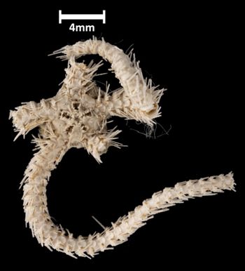 Media type: image;   Invertebrate Zoology OPH-1943 Aspect: ventral